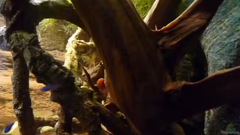 Dekoration im Aquarium 190er Roots &amp; stones von Steffen S. (14)