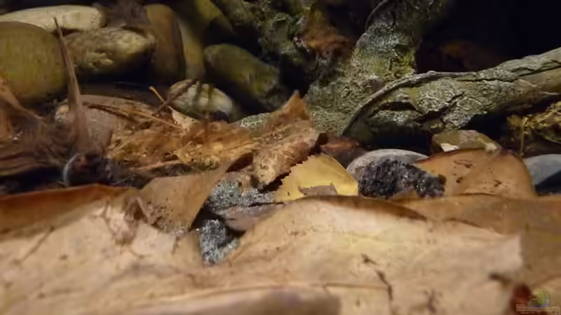 Dekoration im Aquarium 190er Roots &amp; stones von Steffen S. (15)