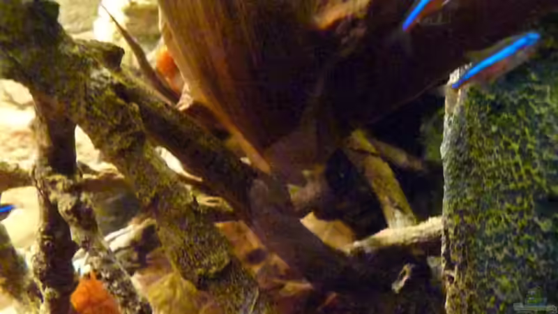 Dekoration im Aquarium 190er Roots &amp; stones von Steffen S. (16)