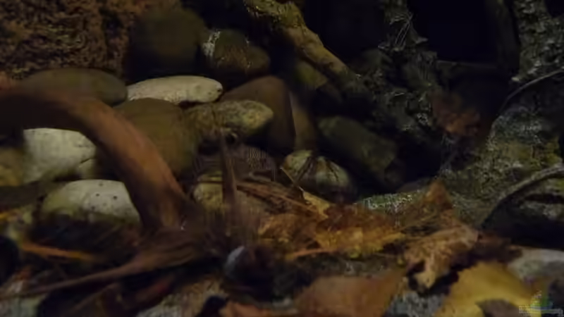 Dekoration im Aquarium 190er Roots &amp; stones von Steffen S. (17)