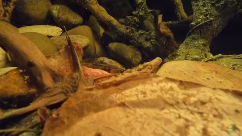 Dekoration im Aquarium 190er Roots &amp; stones von Steffen S. (18)