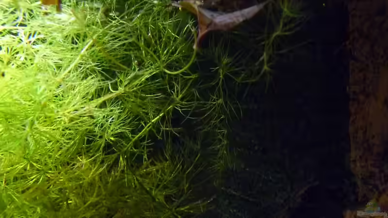 Dekoration im Aquarium 190er Roots &amp; stones von Steffen S. (19)