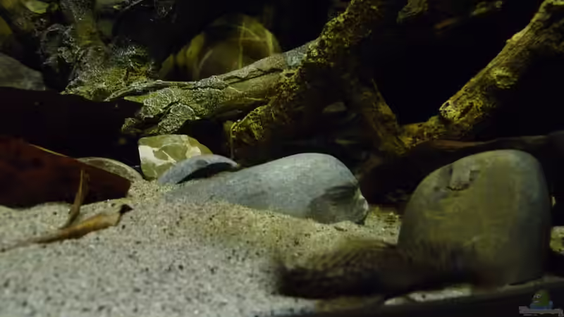 Dekoration im Aquarium 190er Roots &amp; stones von Steffen S. (5)