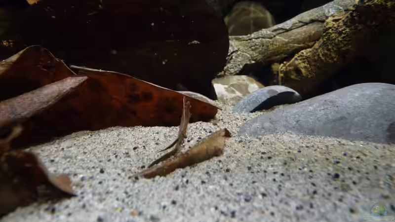 Dekoration im Aquarium 190er Roots &amp; stones von Steffen S. (7)