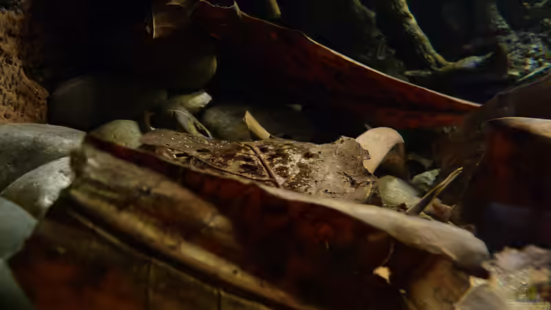 Dekoration im Aquarium 190er Roots &amp; stones von Steffen S. (8)