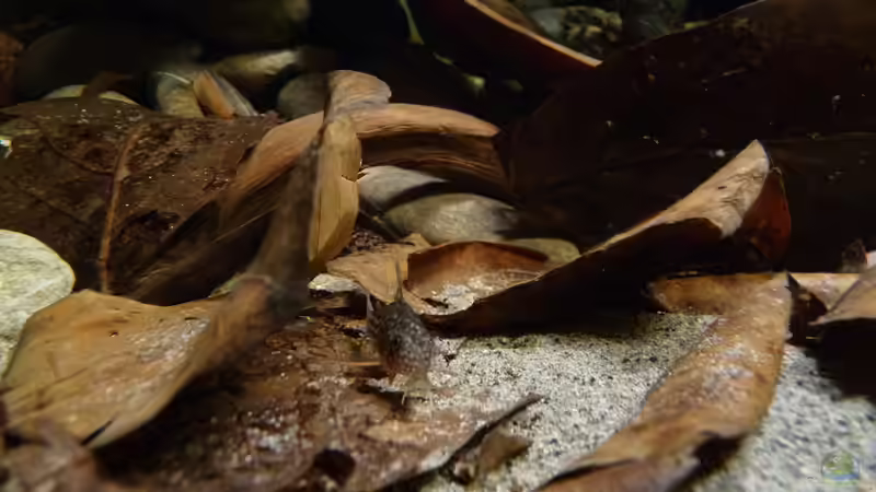 Dekoration im Aquarium 190er Roots &amp; stones von Steffen S. (9)