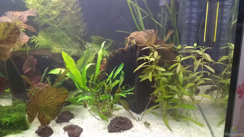 Dekoration im Aquarium 200er von Pflanzenfreund (15)
