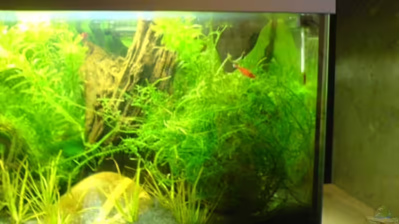 Dekoration im Aquarium 20l-sakura von puschel78 (10)