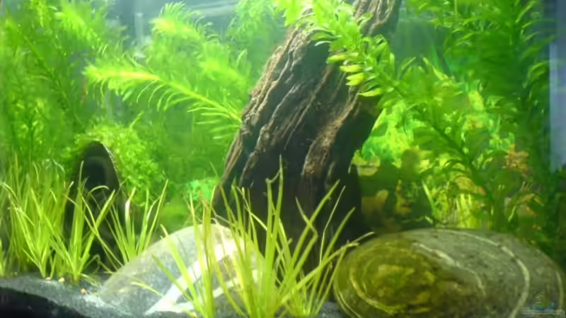 Dekoration im Aquarium 20l-sakura von puschel78 (4)