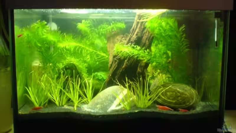 Dekoration im Aquarium 20l-sakura von puschel78 (6)