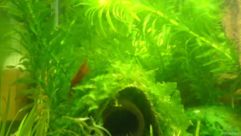 Dekoration im Aquarium 20l-sakura von puschel78 (7)