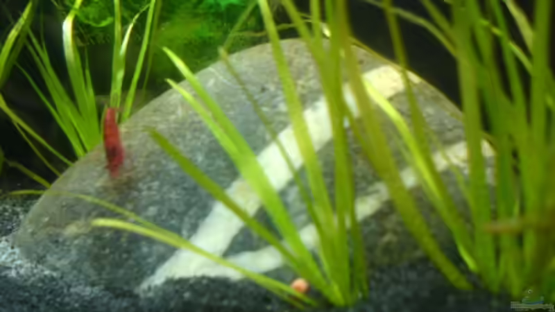 Dekoration im Aquarium 20l-sakura von puschel78 (9)