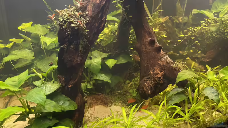 Dekoration im Aquarium 216er Cube von PeterK (15)