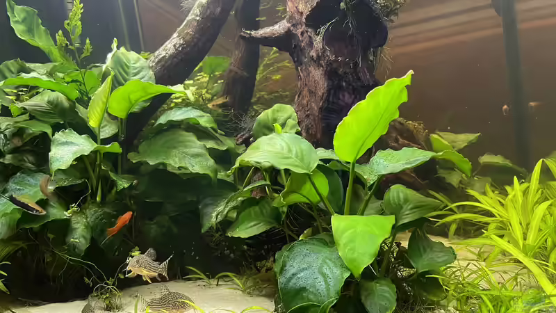 Dekoration im Aquarium 216er Cube von PeterK (16)