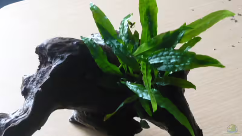 Dekoration im Aquarium 240 Liter von Wels (19)