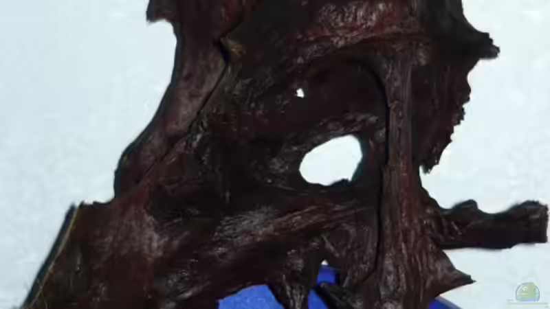 Dekoration im Aquarium 240 Liter von Wels (20)