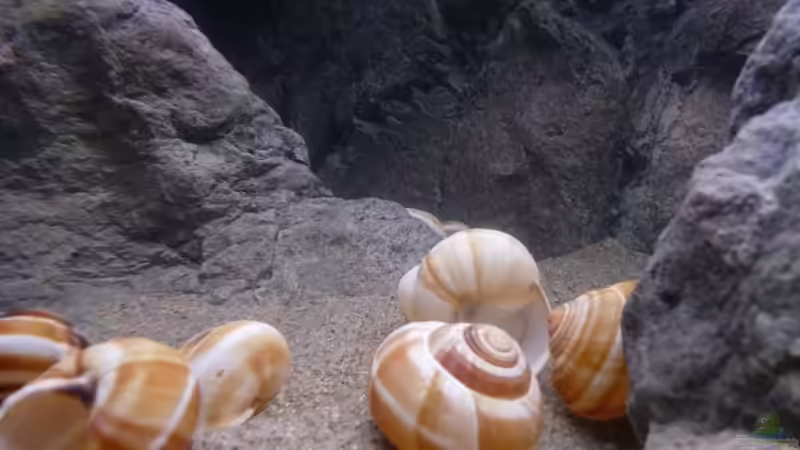 Dekoration im Aquarium 240er Tanganjika von Steffen S. (12)