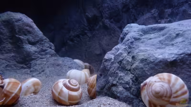 Dekoration im Aquarium 240er Tanganjika von Steffen S. (14)