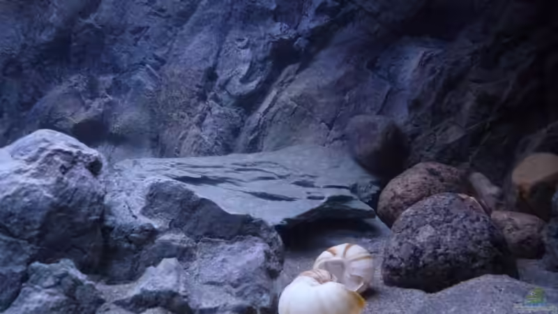 Dekoration im Aquarium 240er Tanganjika von Steffen S. (16)