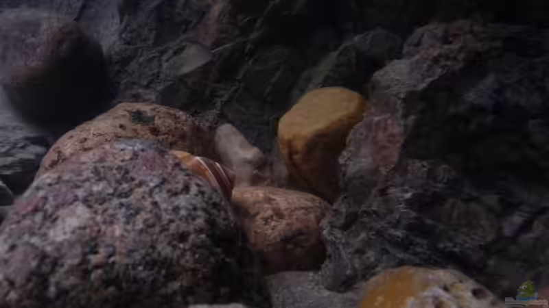 Dekoration im Aquarium 240er Tanganjika von Steffen S. (17)