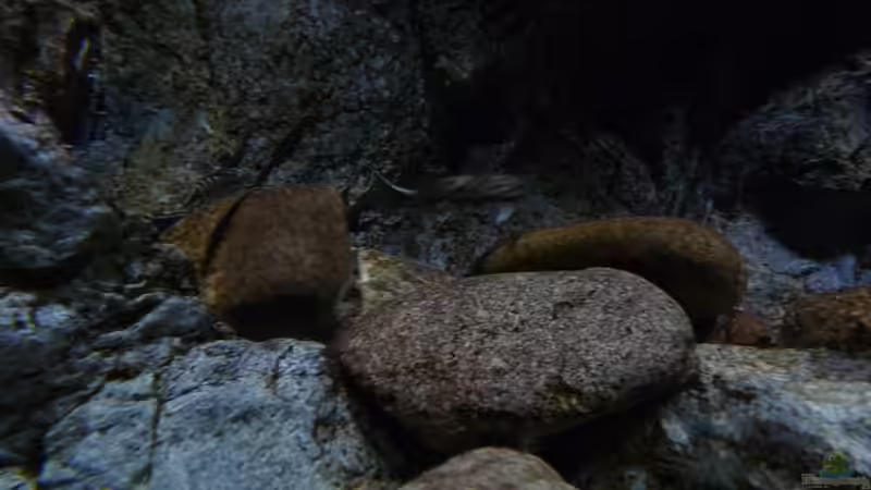 Dekoration im Aquarium 240er Tanganjika von Steffen S. (20)