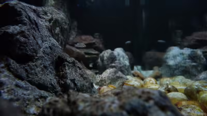 Dekoration im Aquarium 240er Tanganjika von Steffen S. (21)