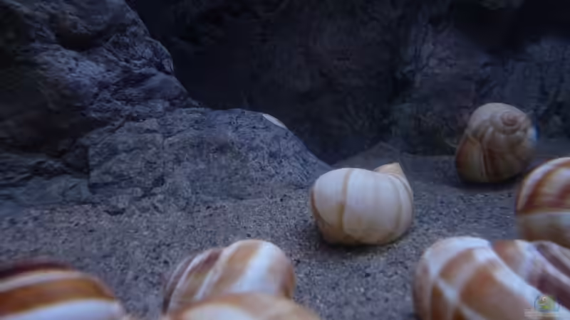 Dekoration im Aquarium 240er Tanganjika von Steffen S. (7)