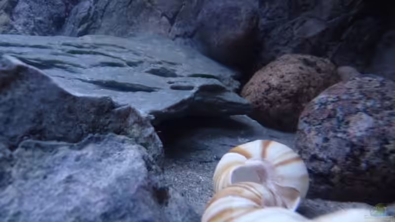 Dekoration im Aquarium 240er Tanganjika von Steffen S. (8)