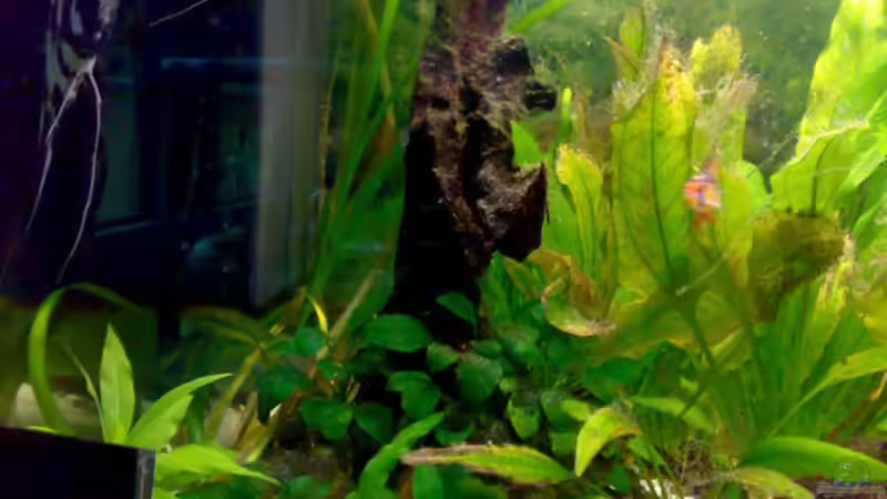 Dekoration im Aquarium 240L - Salmler (nur noch als Beispiel) von Amazonasbecken.eu (10)