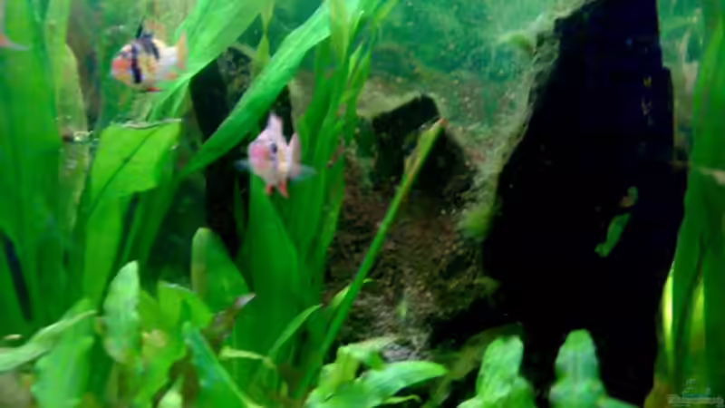 Dekoration im Aquarium 240L - Salmler (nur noch als Beispiel) von Amazonasbecken.eu (9)