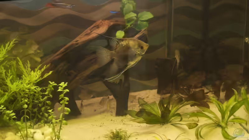 Dekoration im Aquarium 250 l Gesellschaft von Nadinsche (13)