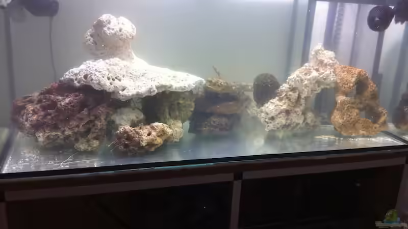 Dekoration im Aquarium 300L44 von Patrick Fisch (9)