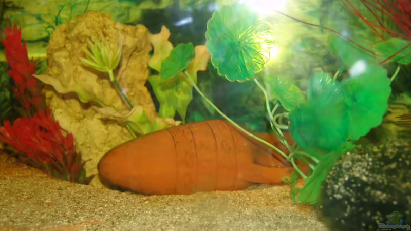 Dekoration im Aquarium 375 L von Philipp XXxX (7)