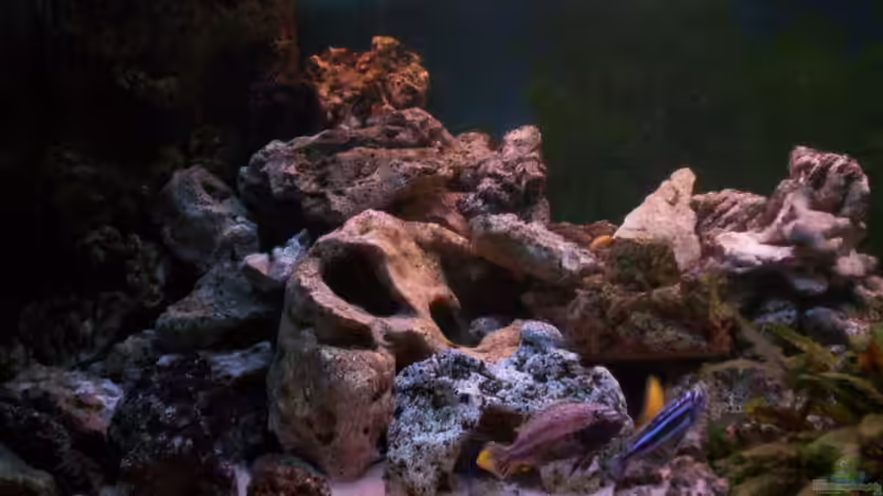 Dekoration im Aquarium 400L Malawi von Niko P. (17)