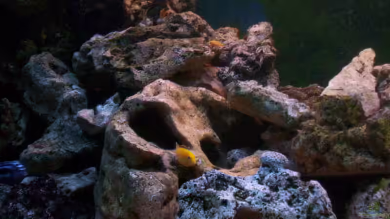 Dekoration im Aquarium 400L Malawi von Niko P. (18)