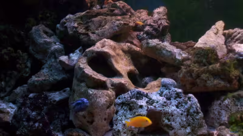 Dekoration im Aquarium 400L Malawi von Niko P. (19)