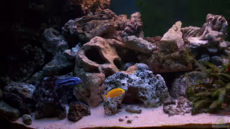 Dekoration im Aquarium 400L Malawi von Niko P. (20)