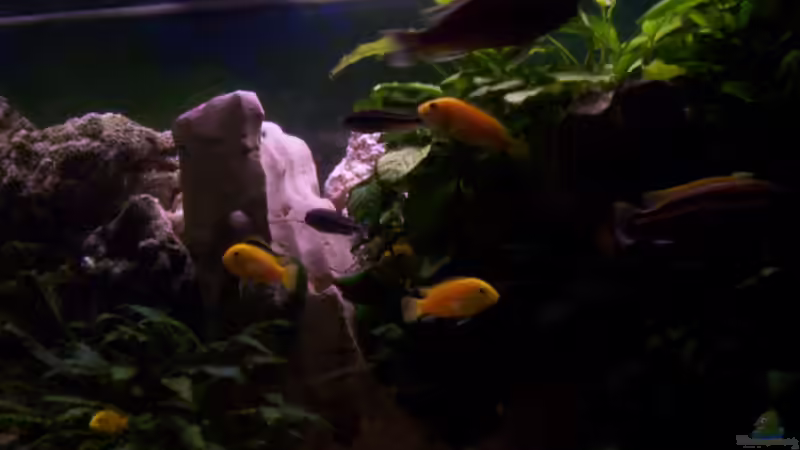 Dekoration im Aquarium 400L Malawi von Niko P. (21)