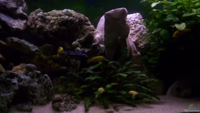 Dekoration im Aquarium 400L Malawi von Niko P. (22)