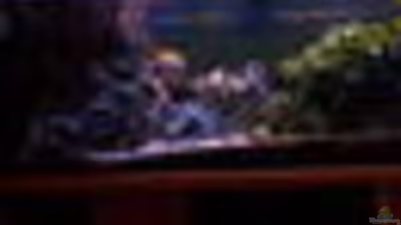 Dekoration im Aquarium 400L Malawi von Niko P. (23)