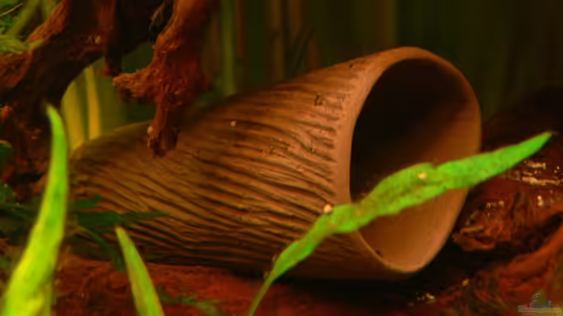 Dekoration im Aquarium 420 Liter Becken von Lexterpower (12)