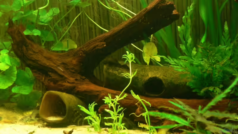 Dekoration im Aquarium 420 Liter Becken von Lexterpower (13)