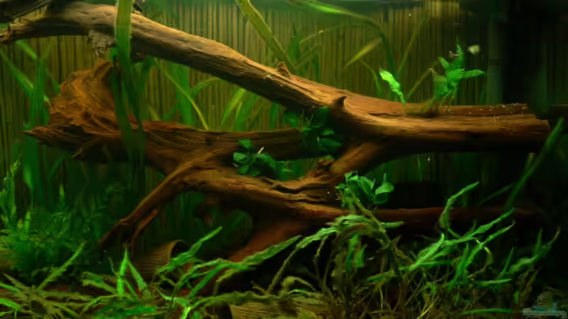 Dekoration im Aquarium 420 Liter Becken von Lexterpower (14)