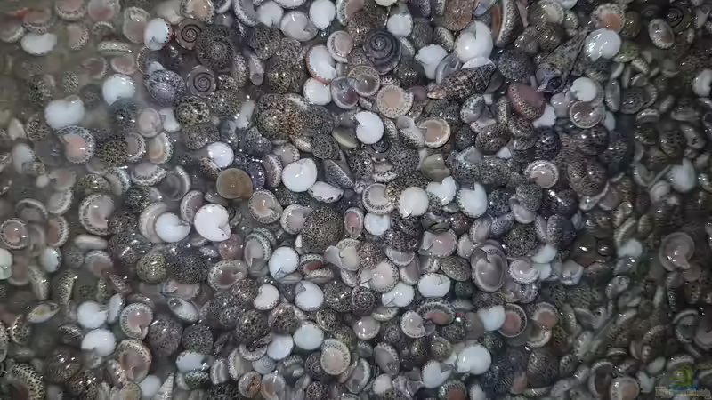 Dekoration im Aquarium 420l Mbuna von Venustus (2)