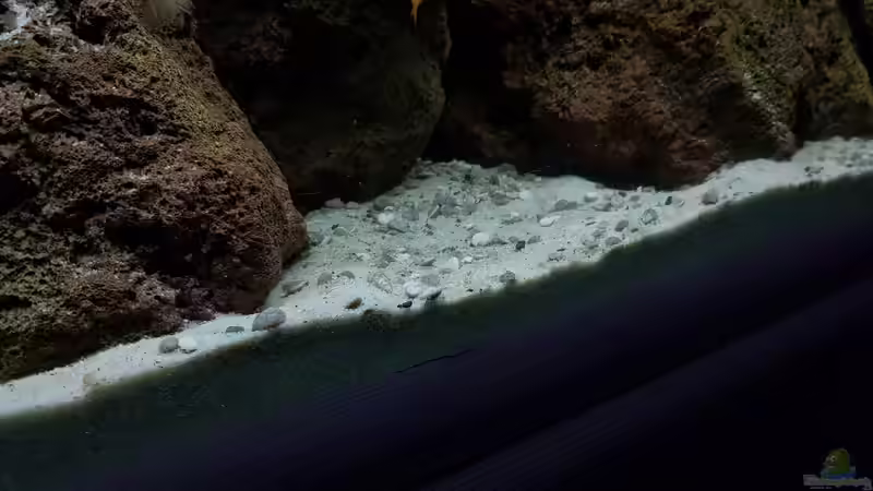 Dekoration im Aquarium 420l Mbuna von Venustus (4)