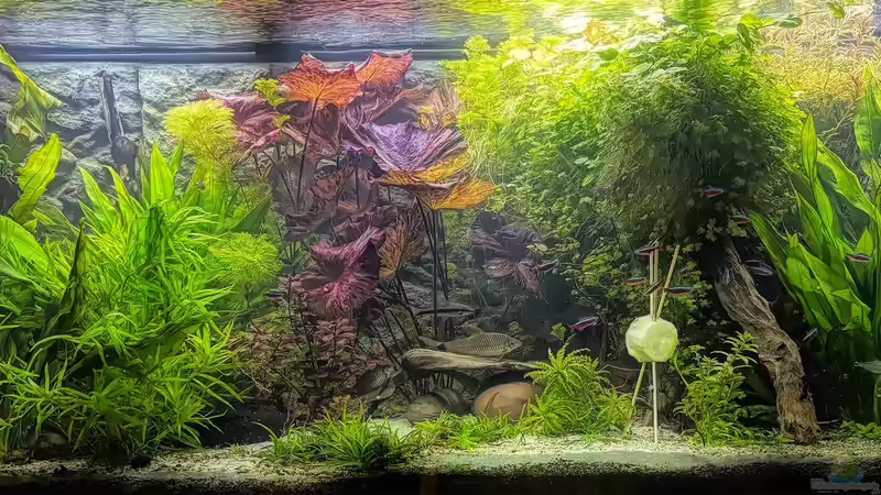 Dekoration im Aquarium 450 l Südamerikabecken von pelo (7)