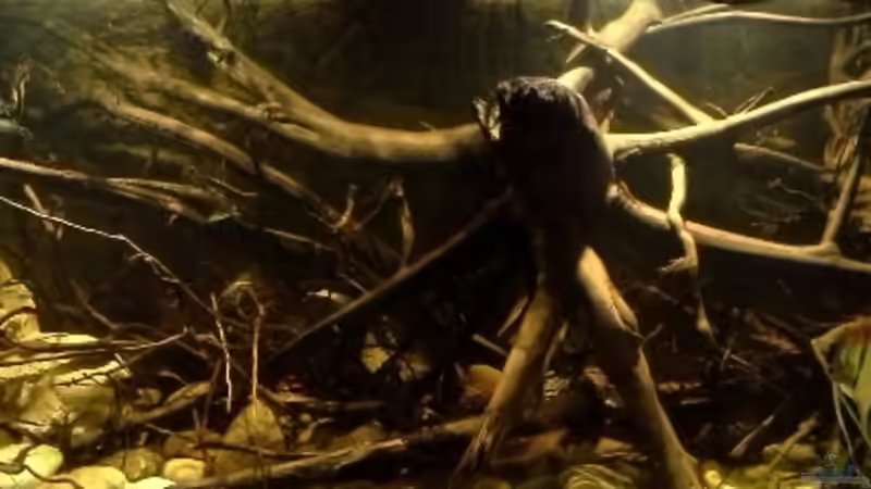 Dekoration im Aquarium 450 l Wurzelbiotop von Markaroni (14)