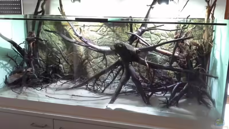 Dekoration im Aquarium 450 l Wurzelbiotop von Markaroni (16)