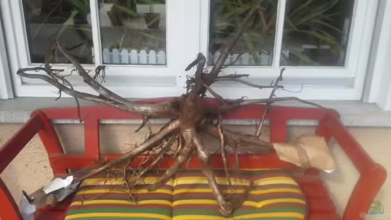 Dekoration im Aquarium 450 l Wurzelbiotop von Markaroni (18)