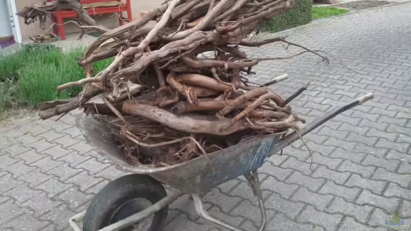 Dekoration im Aquarium 450 l Wurzelbiotop von Markaroni (19)